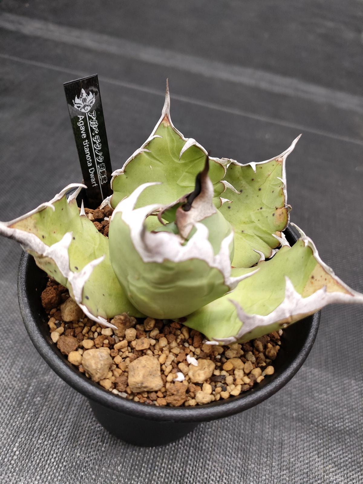 アガベ チタノタ 仁王冠 白鯨 姫厳龍