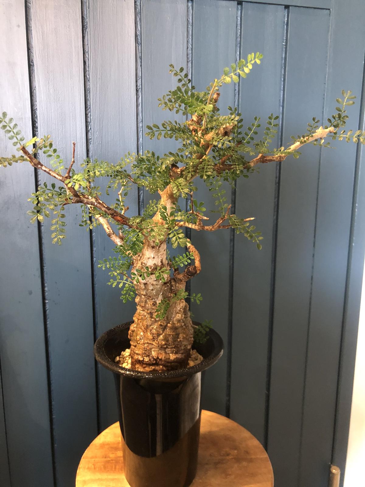 オペルクリカリア パキプス 発根済 マダガスカル現地株 Green Luck