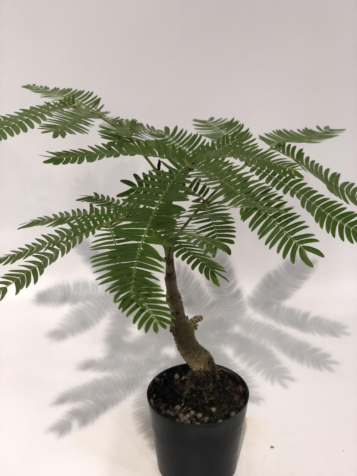 希少❗エバーフレッシュ曲【オーレア】観葉植物！高さ150◎！ボリューム◎！沖縄産 希少❗エバーフレッシュ曲【オーレア】観葉植物！高さ150