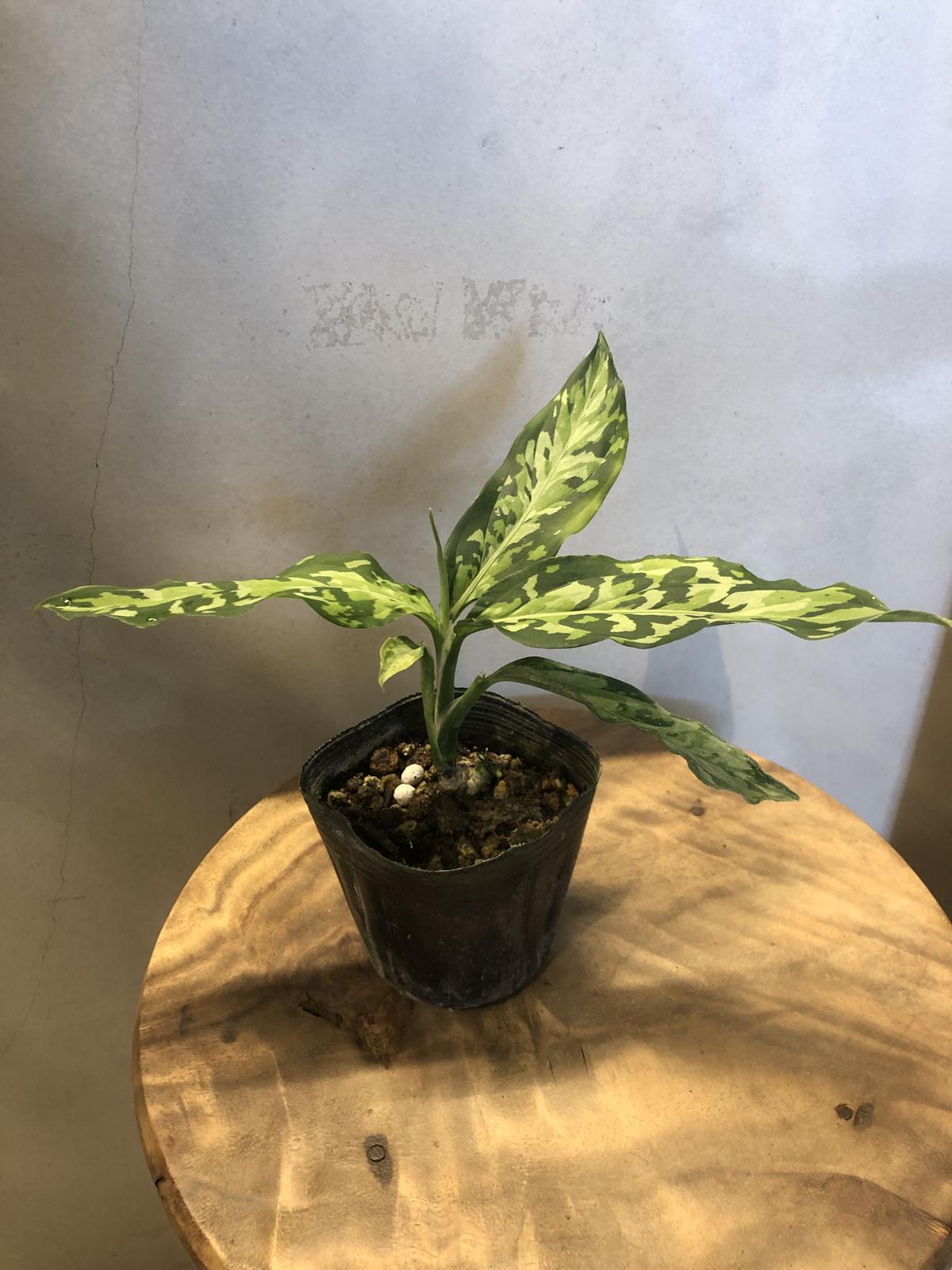 アグラオネマ ピクタム トリカラー エウレカタイプ | GREEN LUCK