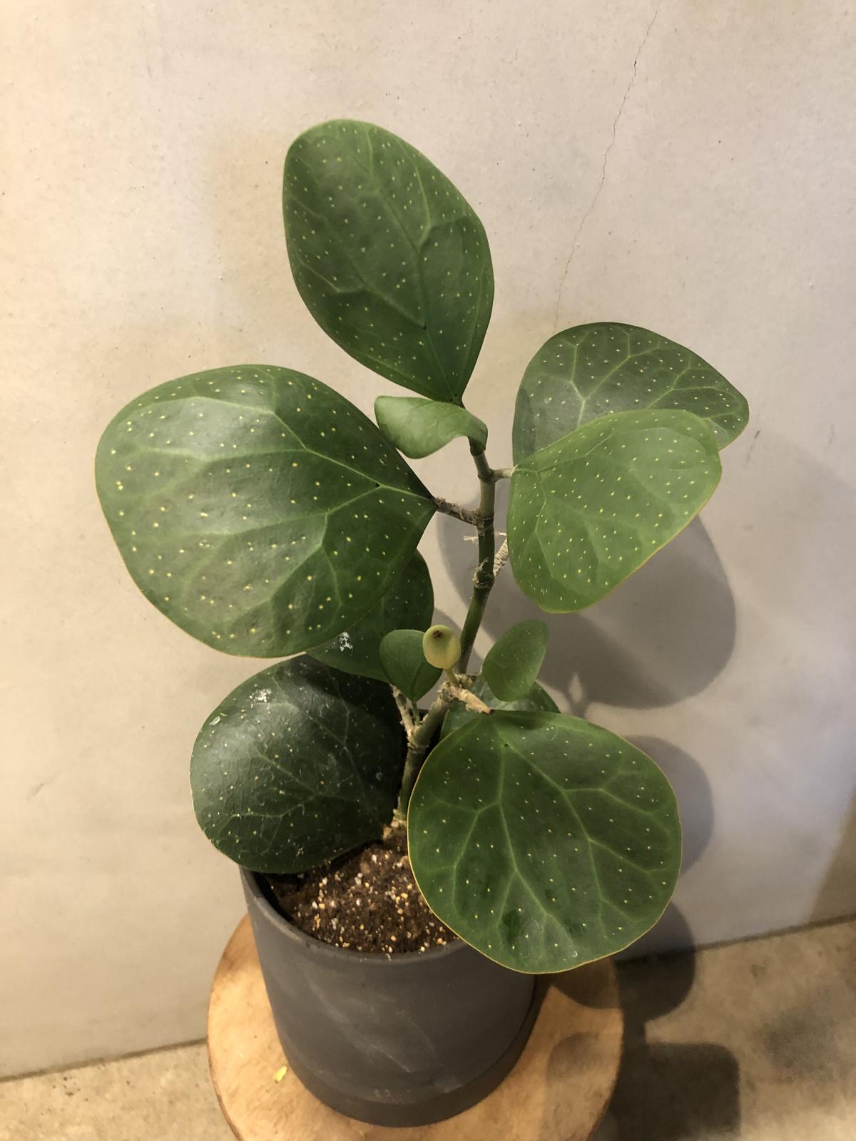 フィカス コバンボタイジユ ゴールドコイン