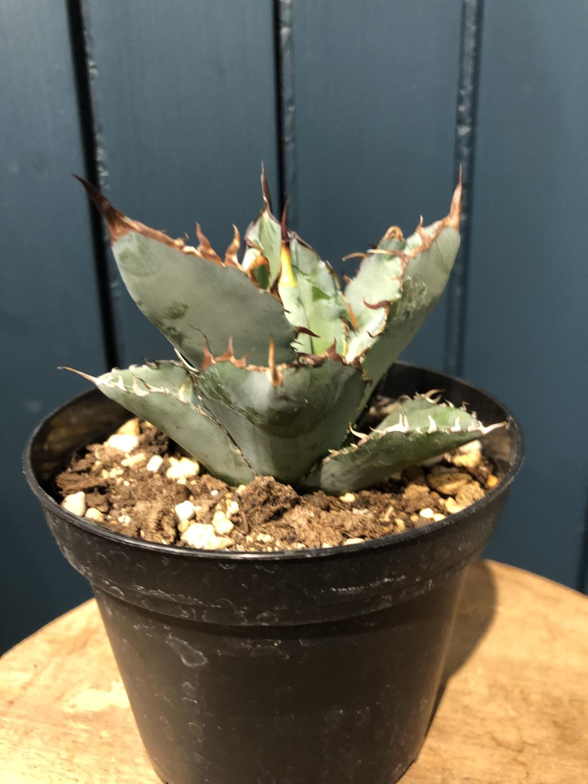 アガベ チタノタ ブラックアンドブルー | GREEN LUCK