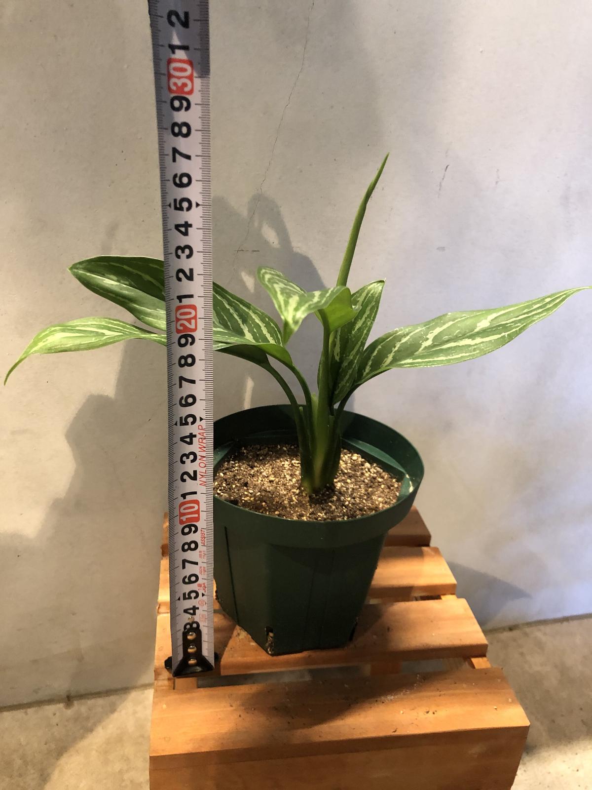 アグラオネマ カーティシー Green Luck