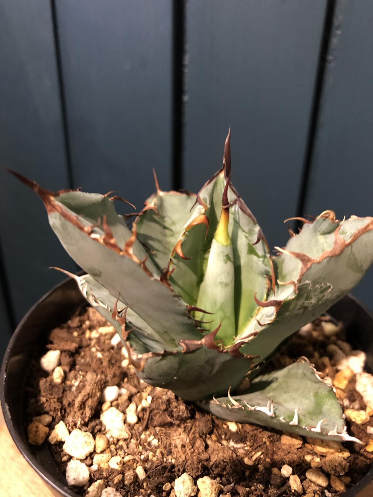 アガベ チタノタ ブラックアンドブルー | GREEN LUCK