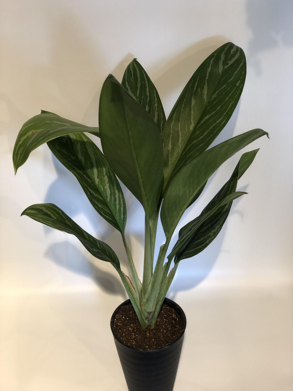 アグラオネマ カーティーシー 希少 美株 観葉植物