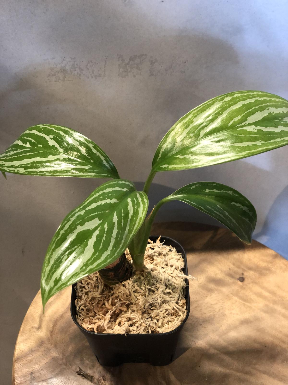 ◆RGL◆ 子株 アグラオネマ ニティドゥム カーティシー ◇RGL◇ 子株 アグラオネマ ニティドゥム カーティシー アグラオネマ