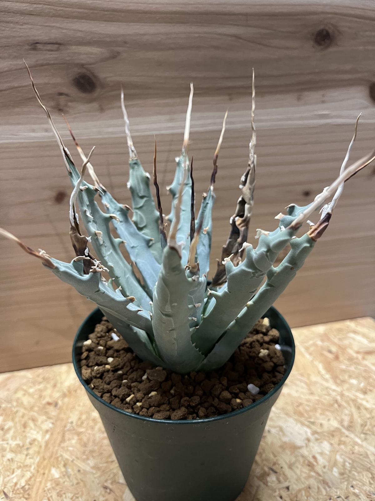 119 アガベ ユタエンシス エボリスピナ 短刺 119 アガベ ユタエンシス エボリスピナ 短刺 119 アガベ ユタエンシス