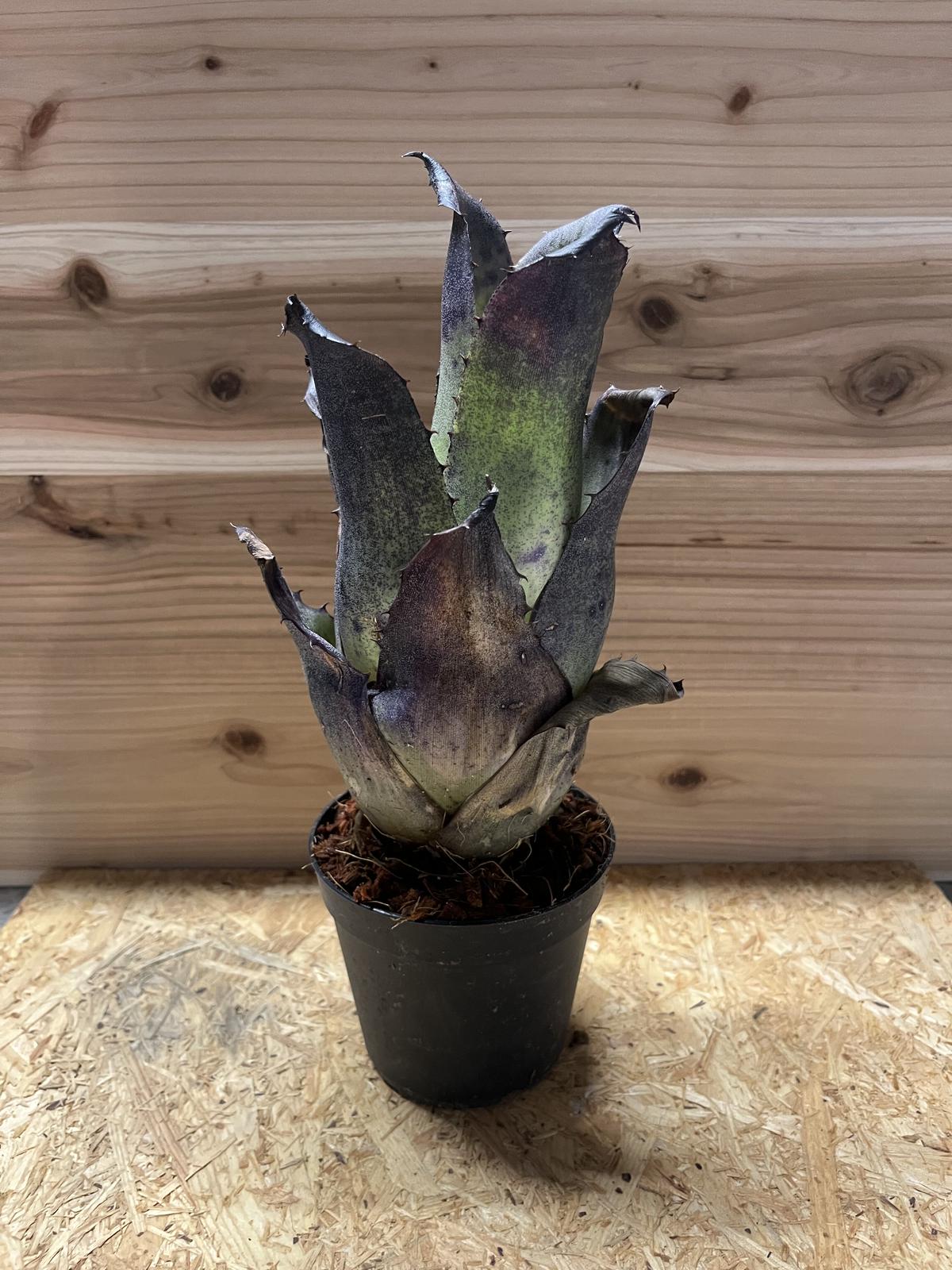 ホヘンベルギア レオポルドホルスティ ブラックフォーム | GREEN LUCK