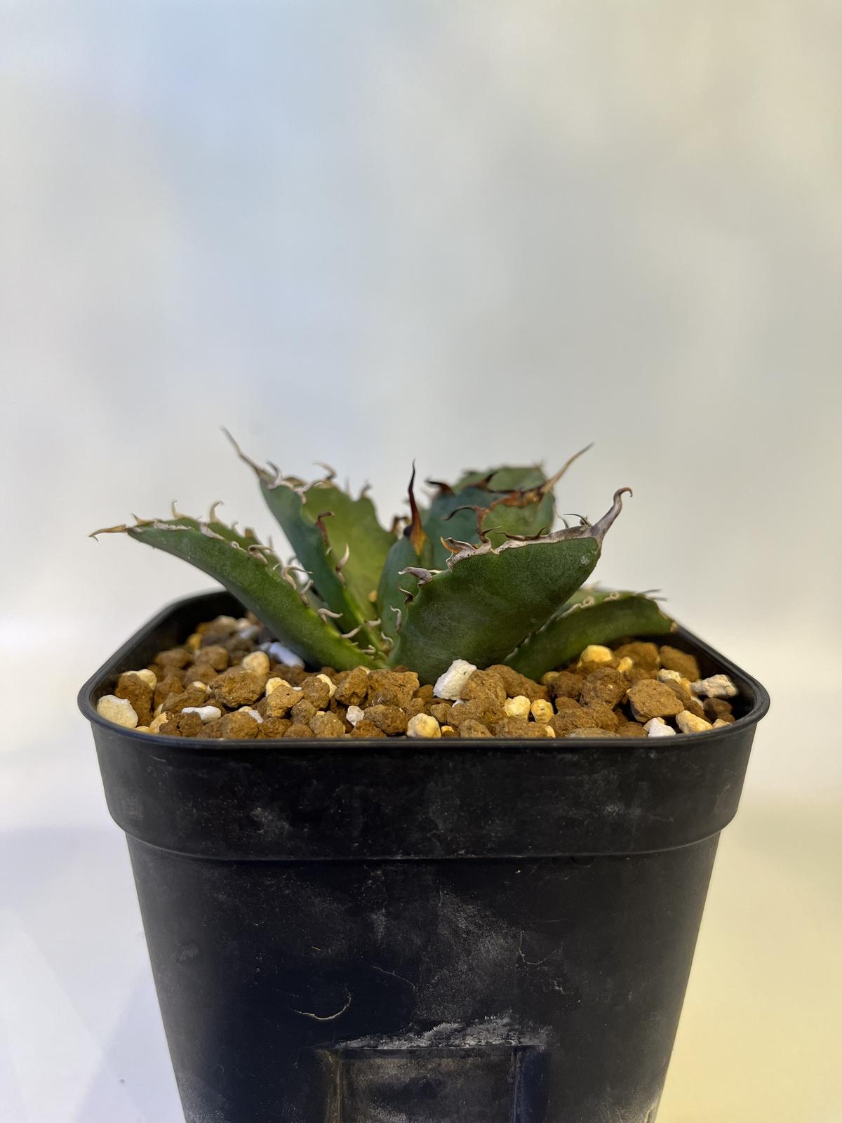 台湾アガベ 白鯨 大株 しっかり発根し、鉢底から根が出る位に元気です