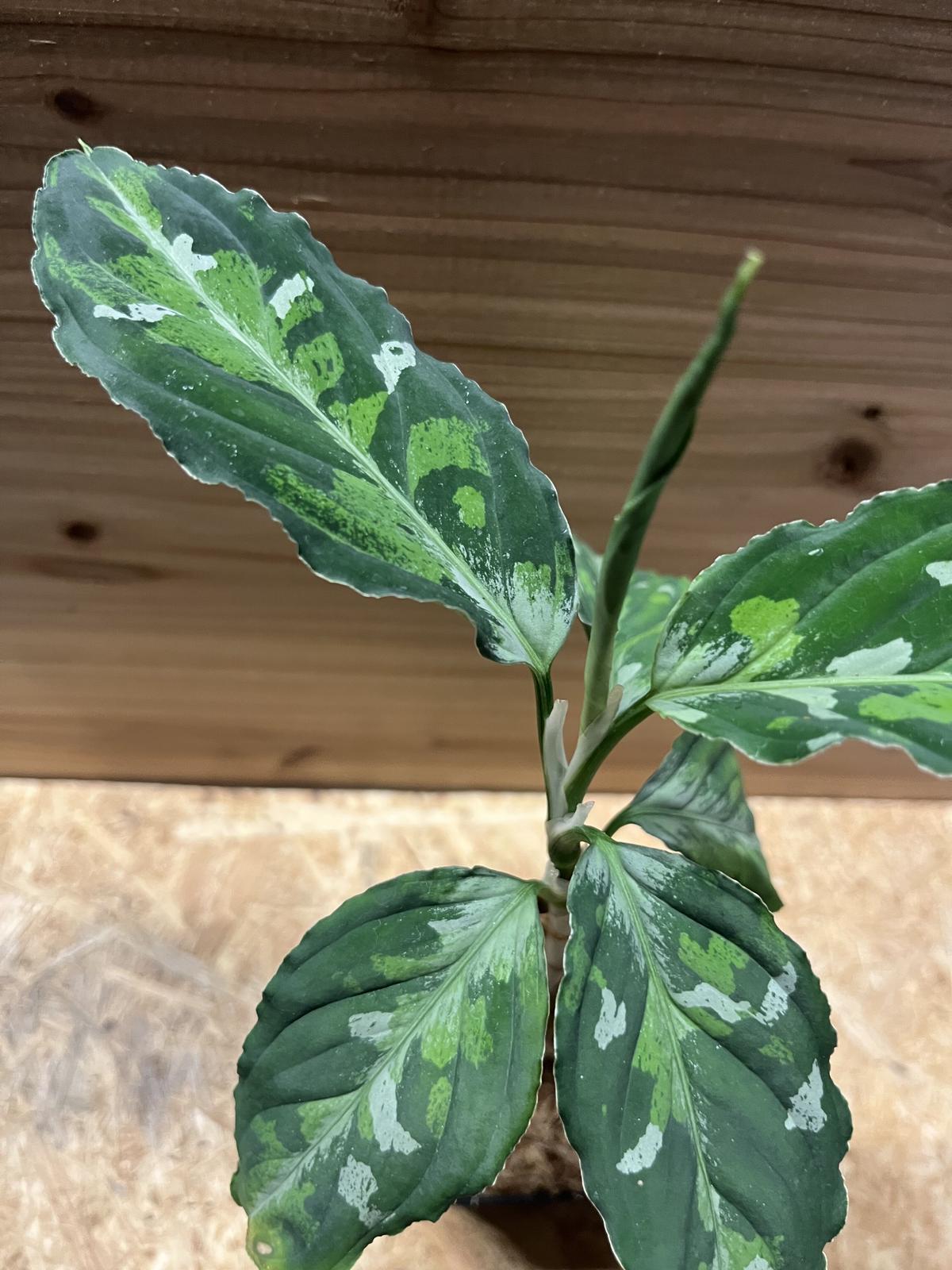 ガルパン 生コマフィルム ヨウコ