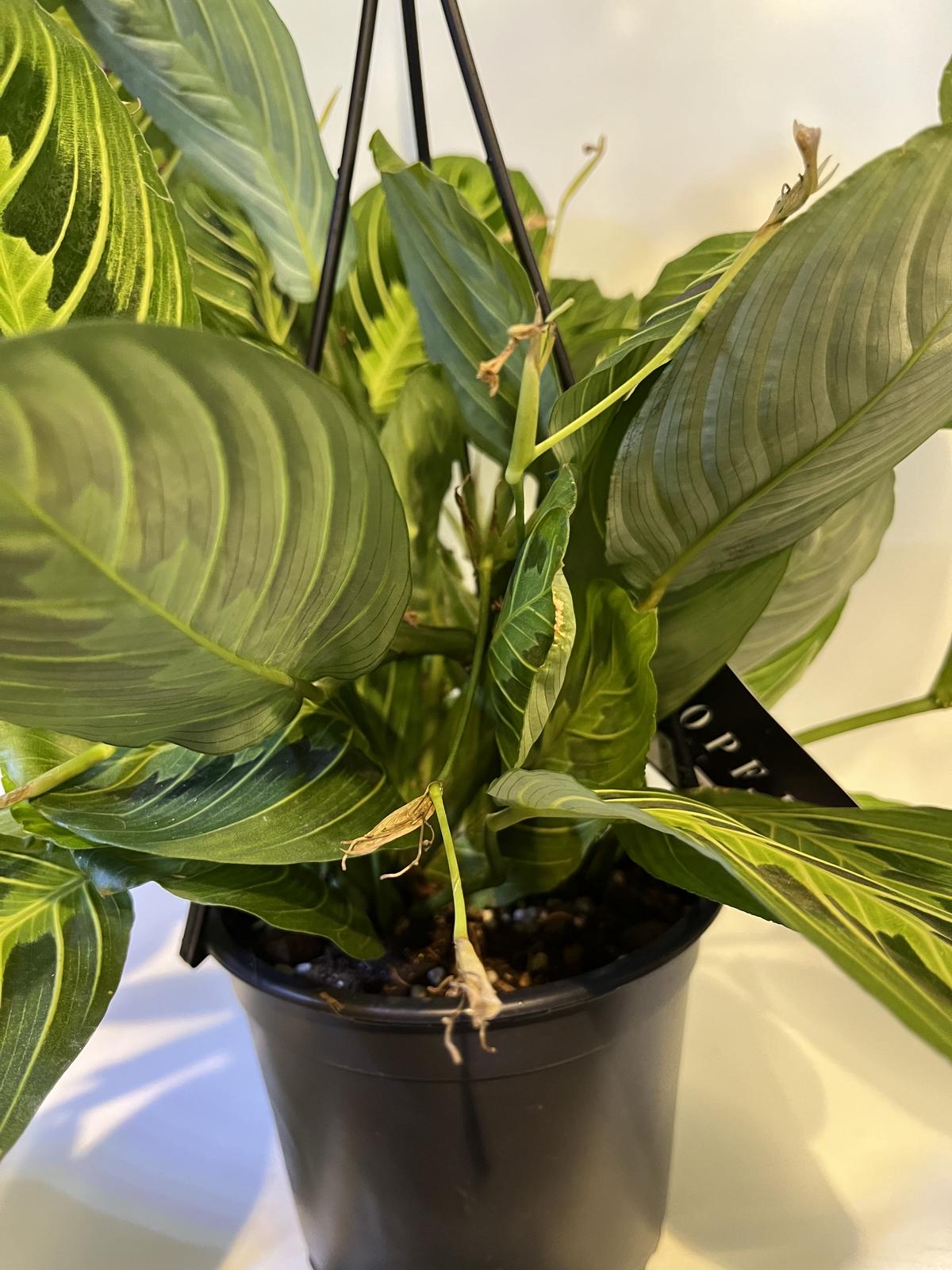 LC6 ガラス天板ダイニングテーブル リプロダクト品