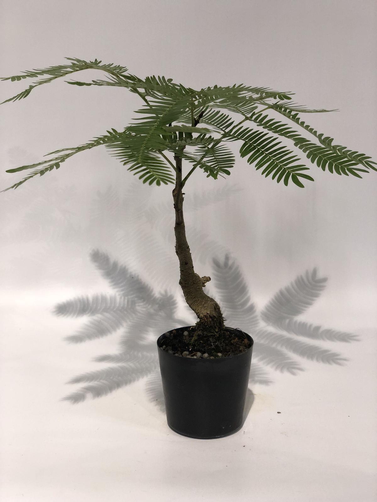 【Merry88様】 エバーフレッシュ 沖縄産原木•曲がり仕立て♪ 153cm♪ Merry88様】 エバーフレッシュ 沖縄産原木•曲がり仕立て♪ 153cm♪