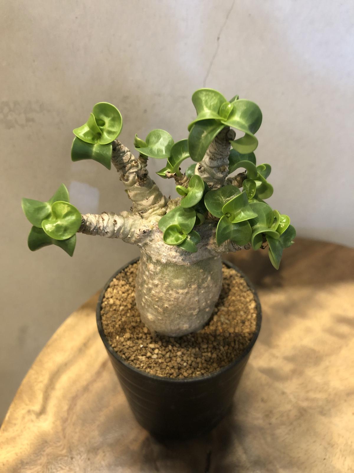 アデニウム ドーセットホーン 獅子葉 × 杉山悠 鉢