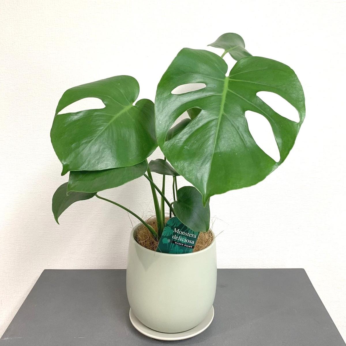 観葉植物 モンステラ卓上サイズ Greenroad 根津店