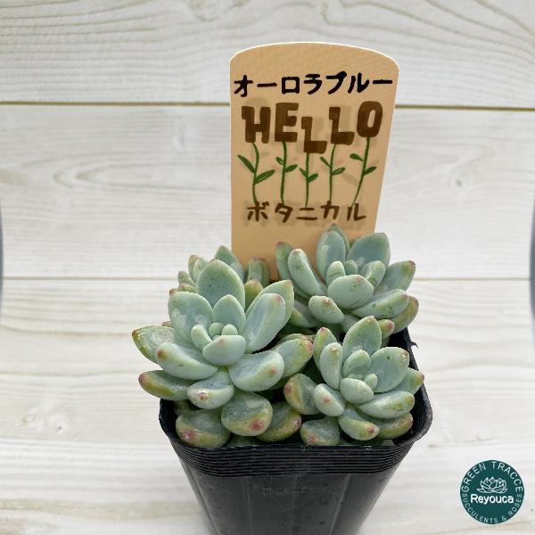 はございま 多肉植物 オーロラブルー 抜き苗の通販 By Nana S Shop ラクマ のオーロラ Mcmc Gr