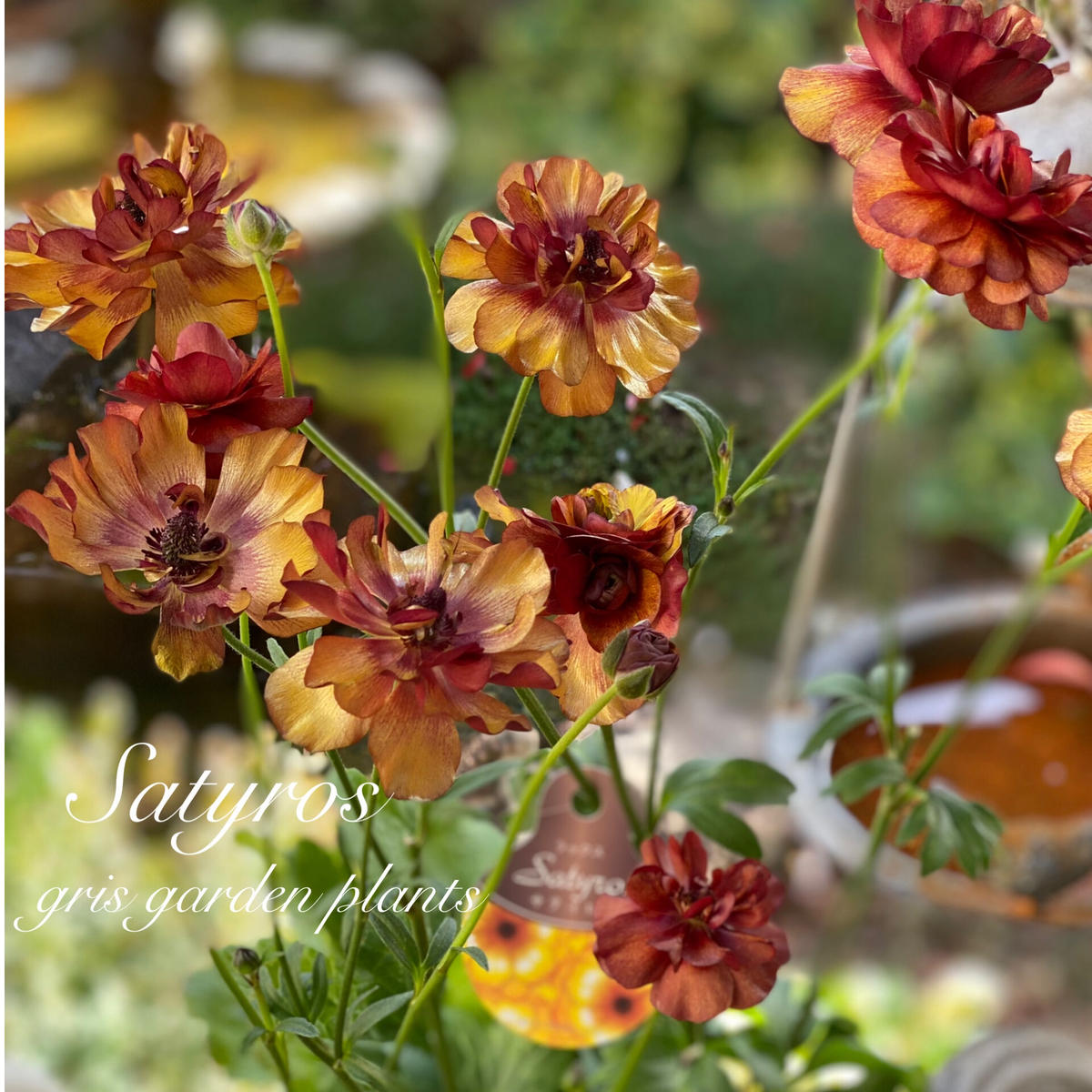 ラナンキュラス ラックス サティロス ブラウン 5号ポット苗 Gris Garden P