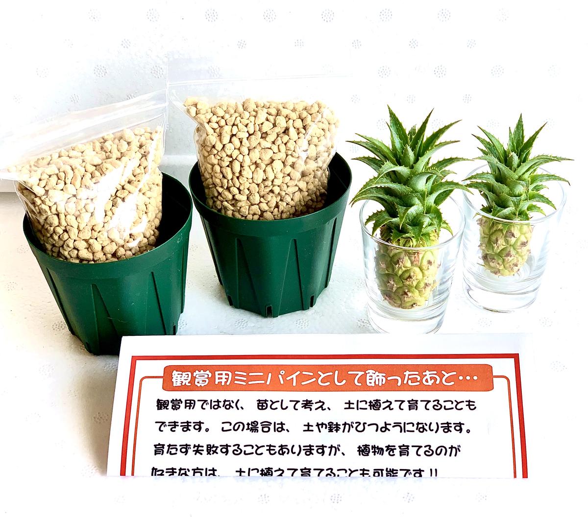 ミニパイン栽培セット Amazonpay全品対応 沖縄産直市場 沖縄のお土産 グルメのオ