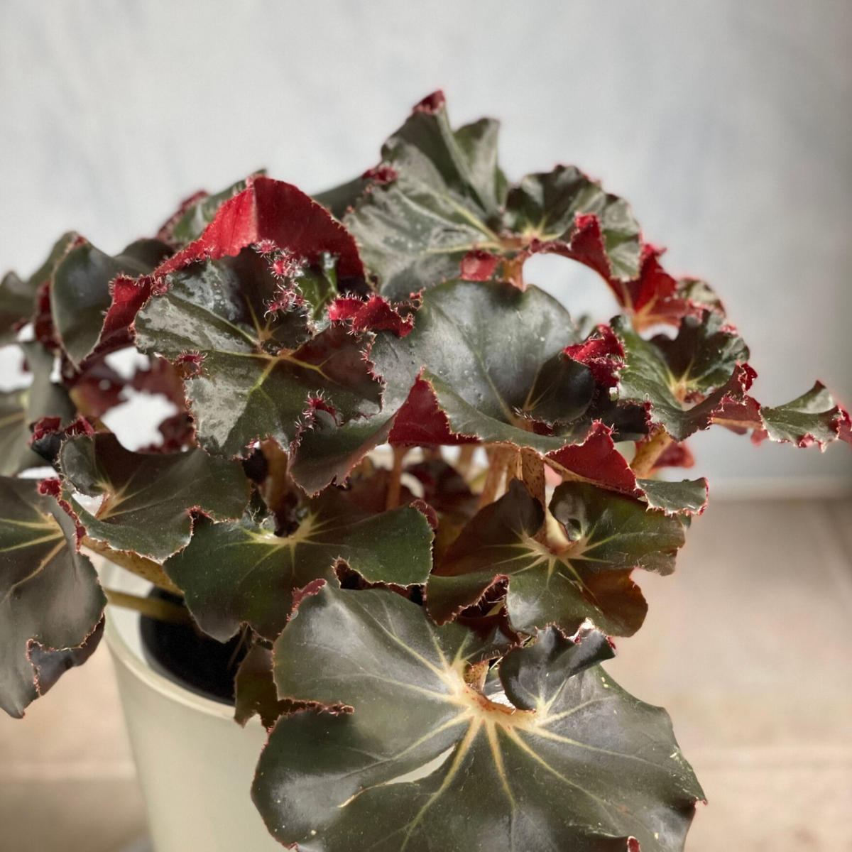 観葉植物 少しレア レックスベゴニア シルバーメイプル