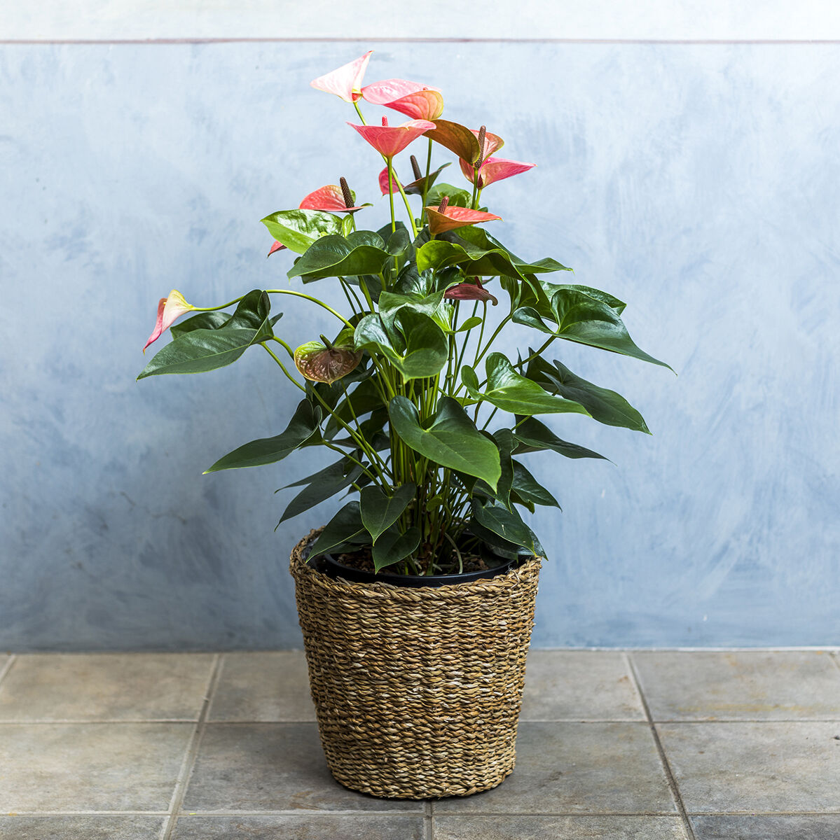 Botanical Life 観葉植物 アンスリウム 6号 花福 オンラインショップ