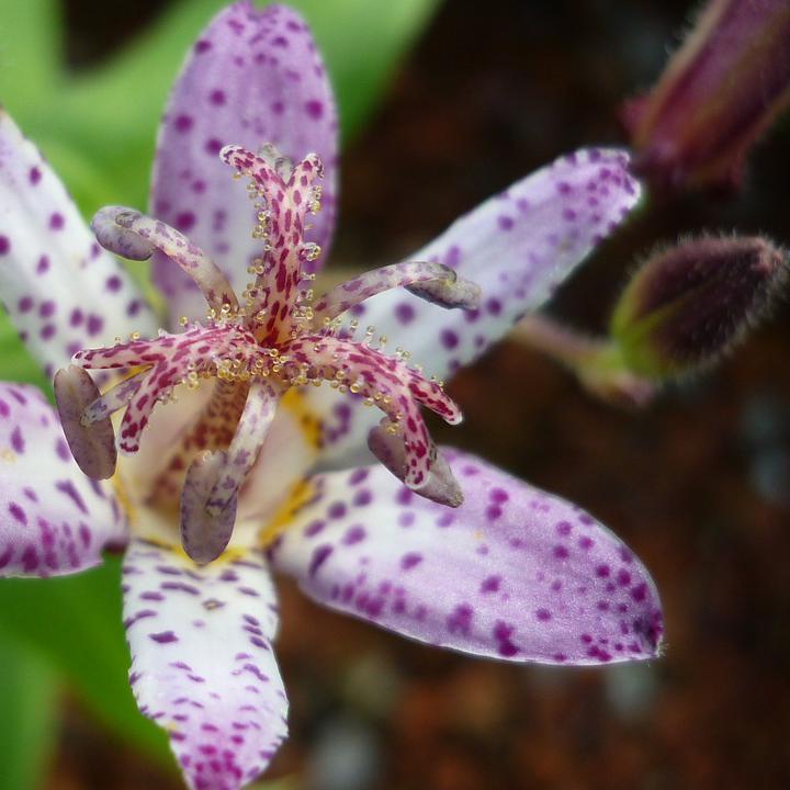 ホトトギス Tricyrtis 花元 花と暮らしの道具店
