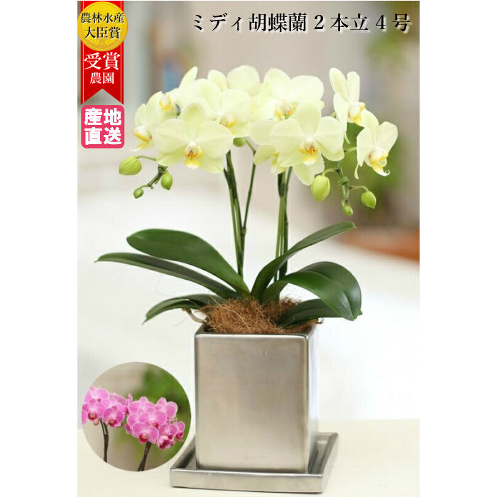 人気ショップが最安値挑戦 ミディ 胡蝶蘭 2本立 4号 クローム鉢 ピンク イエロー 黄色 傘寿 米寿 花 鉢植え お祝い ギフト プレゼント 胡蝶 蘭 花鉢 ラン お花 ミニ胡蝶蘭 ミディ胡蝶蘭 ミニ 小 小さい お供え 誕生日 開店祝い 開業 Www Pc Toner Com 人気ショップが最安値挑戦 ミディ 胡蝶蘭 2本立 4号 クローム鉢 ピンク イエロー 黄色 傘寿 米寿 花 鉢植え お祝い ギフト プレゼント 胡蝶 蘭 花鉢 ラン お花 ミニ胡蝶蘭 ミディ胡蝶蘭 ミニ 小 小さい お供え 誕生日 開店祝い 開業 Www Pc Toner Com
