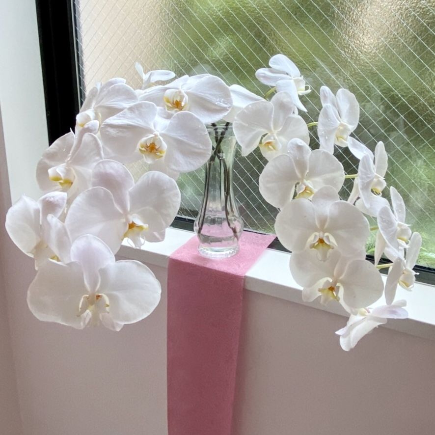 切花コチョウラン 6本セット 2 000円 花の美里流通センター