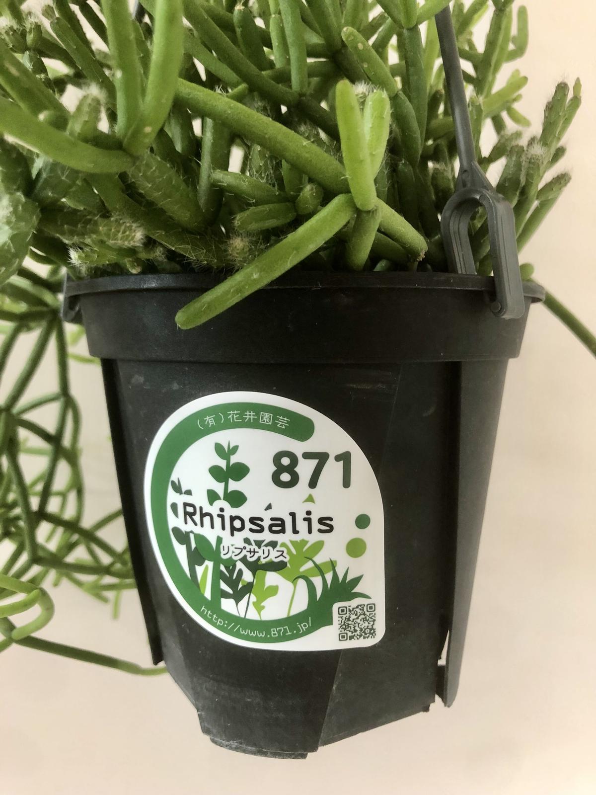 リプサリス エリプティカ 観葉植物 レアリプサリス レア エリプティカ 観葉植物