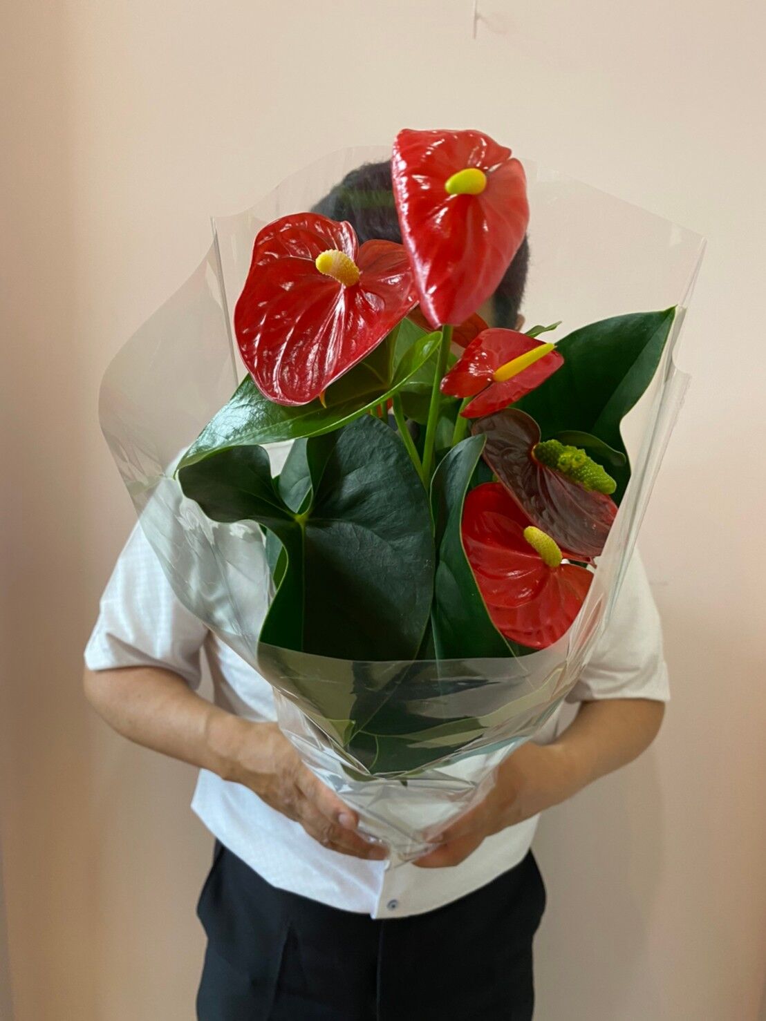 アンスリウム 赤 3980 税込 送料込み 花の美里流通センター