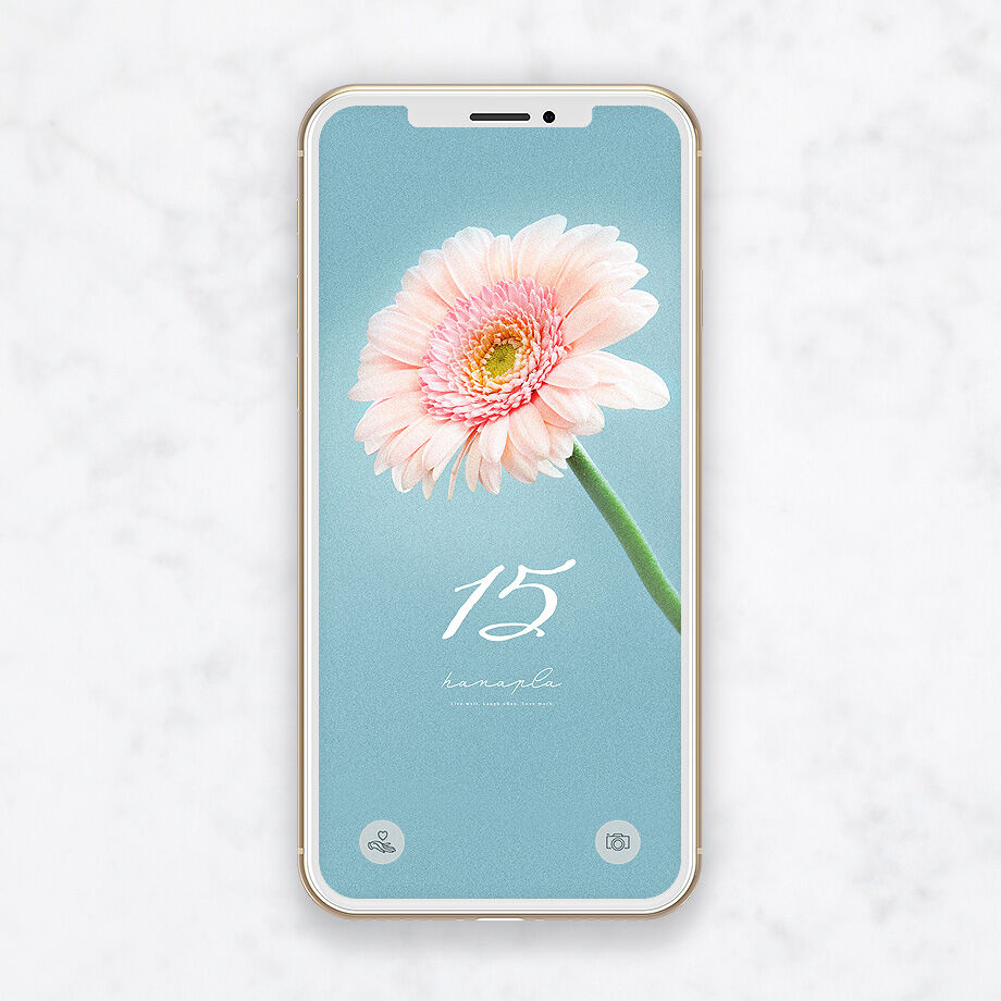 花と幸運数字15 ピンクガーベラ一輪の待ち受けで恋愛運も金運もアップで最強 おしゃれ待ち