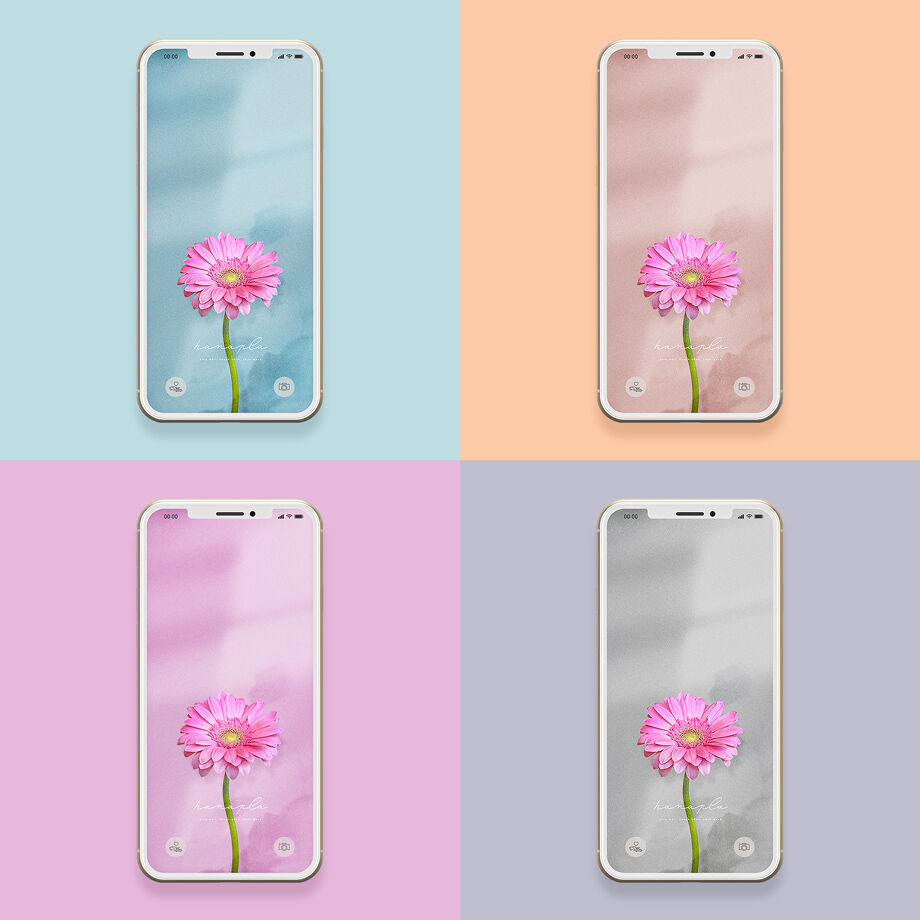 恋愛壁紙 シンプルでカッコいいグレー背景 ピンクガーベラのスマホ壁紙 おしゃれ待ち受け画