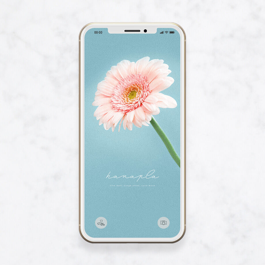 ピンクガーベラ待ち受け 恋愛運アップ 花と色の効果で運気上昇スマホ壁紙 おしゃれ待ち受け