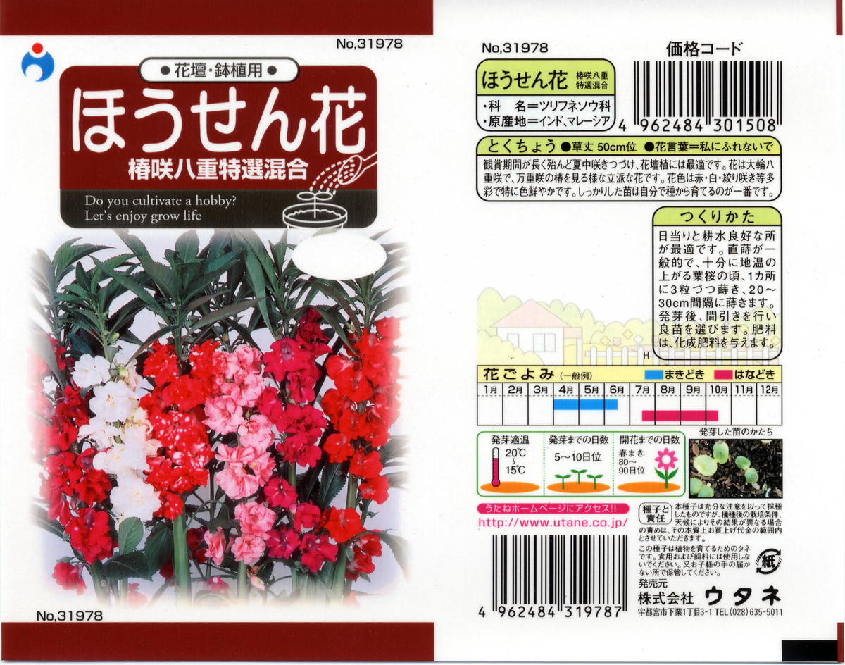 ほうせん花 送料込 種セット 4g 花さんぽ 種子 アートフラワー 栽培キット
