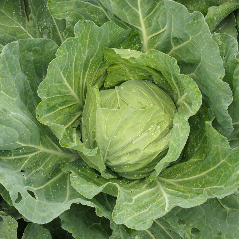 新富士早生キャベツ 送料込 6g ギフト 花さんぽ 種子 アートフラワー