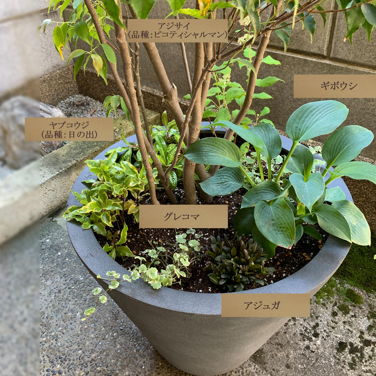 38 割引年のクリスマス 小さな庭koniwa 日陰の庭shade Garden 1 ハイノキ 植物 観葉植物 インテリア 住まい 小物 Aci Md