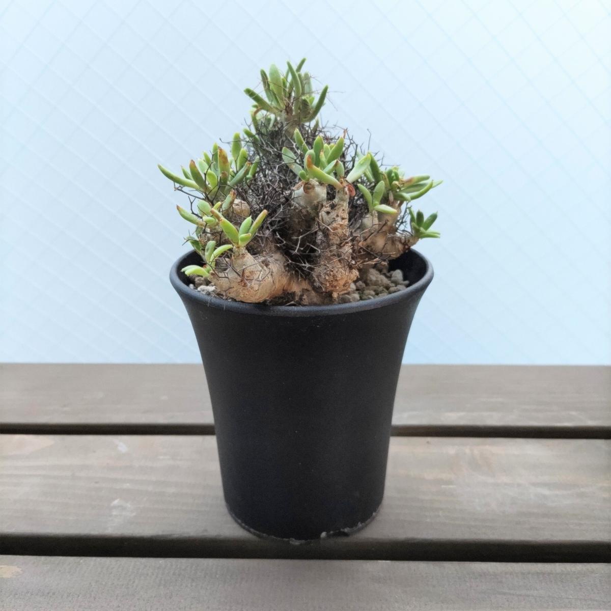 超大株】チレコドン レティキュラーツス 万物想 現地株 発根済み 塊根  