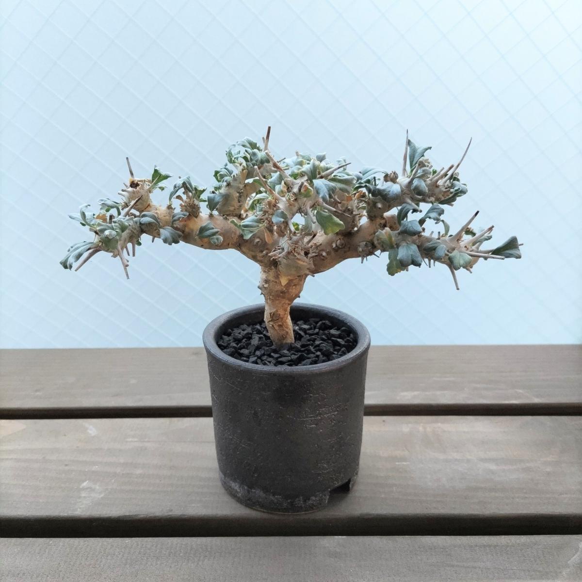 サルコカウロン クラシカウレ Sarcocaulon crassicaule | 生 鮮 植 物