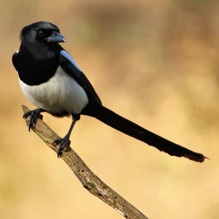 七夕の鵲 かささぎ オリジナルヒーリング蓮の風