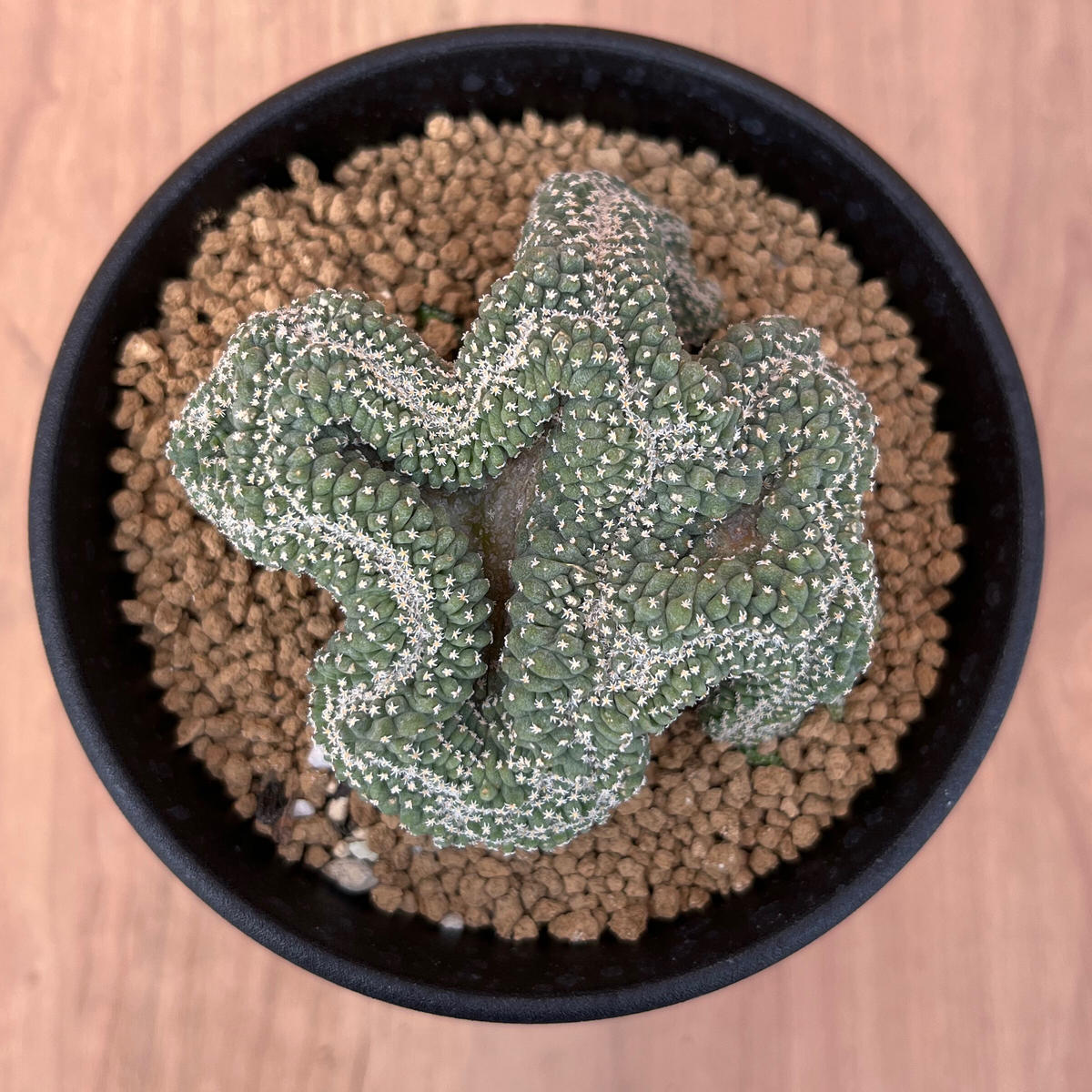 サボテン 菊水綴化 実生 W9.3cm