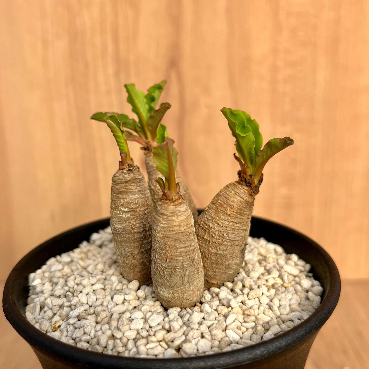 ユーフォルビア スパンリンギー (フィッシュボーン) 発根済