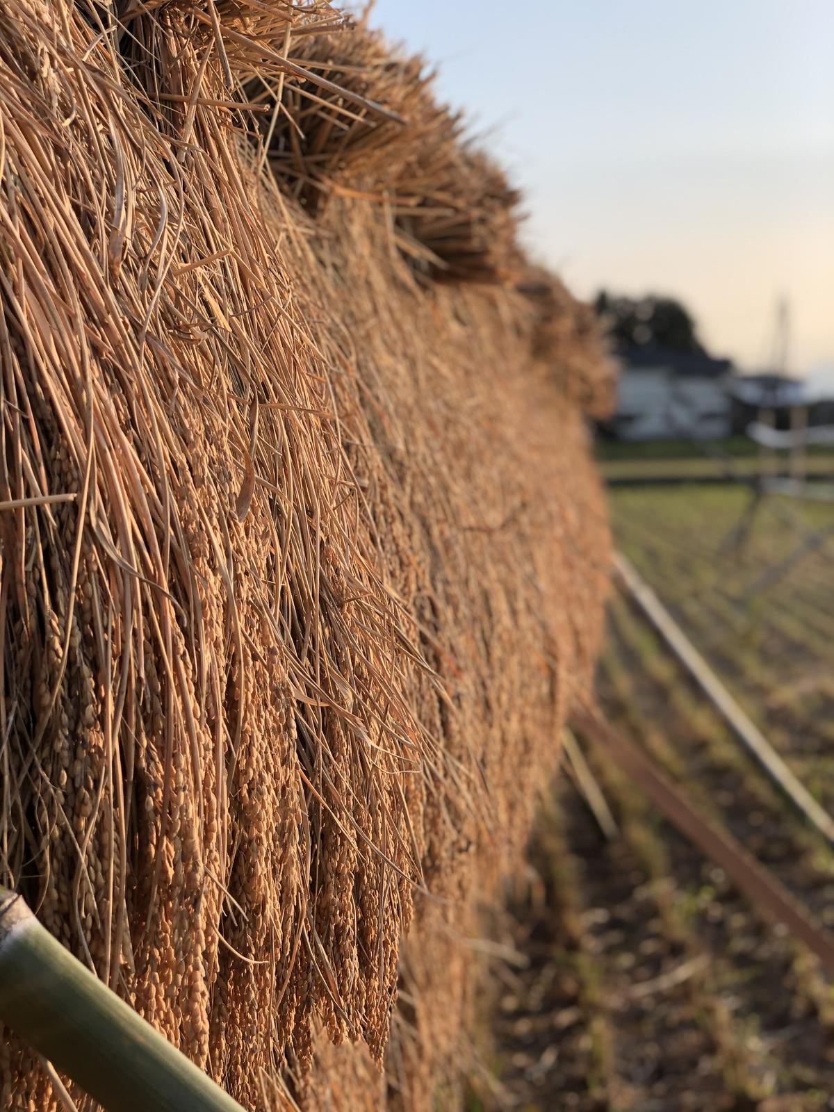 玄関先迄納品 コシヒカリ キロ 無農薬 玄米 ハゼ掛け 天日干し 米