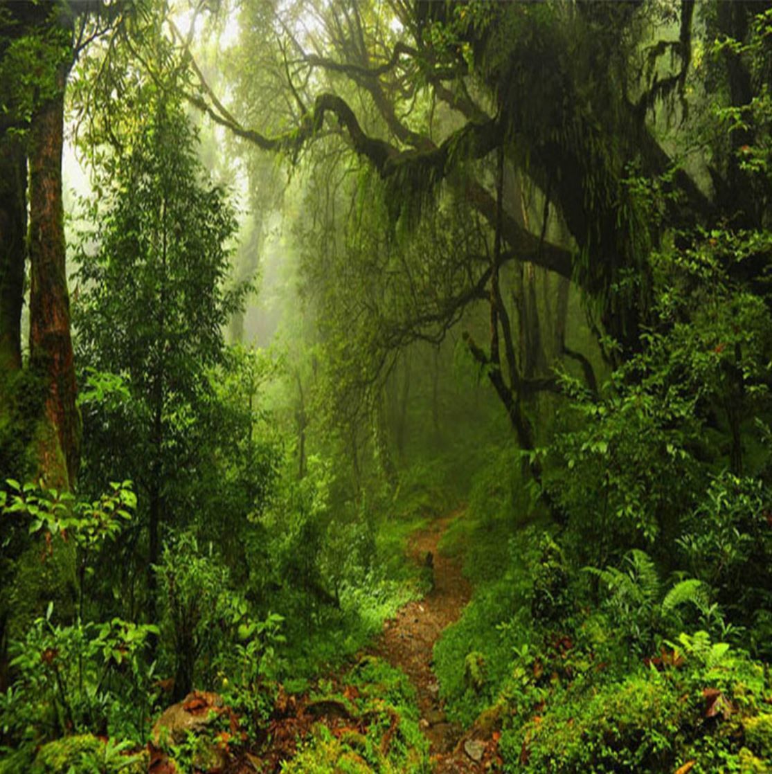 ３d 壁紙 1ピース 1 自然風景 植物 ジャングル 森林 茂み インテリア 装飾 寝室 リ