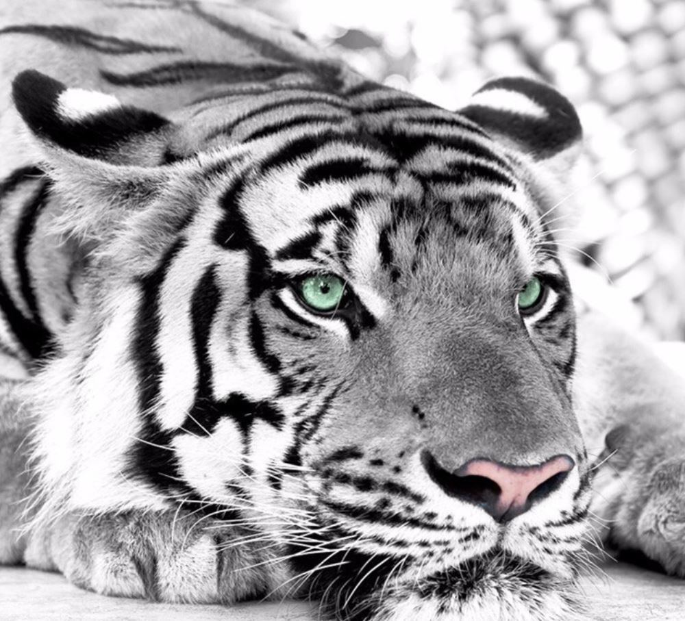 ３d壁紙 1ピース 1 ホワイトタイガー 迫力満点 インテリア 寝室 リビング ショップ 耐