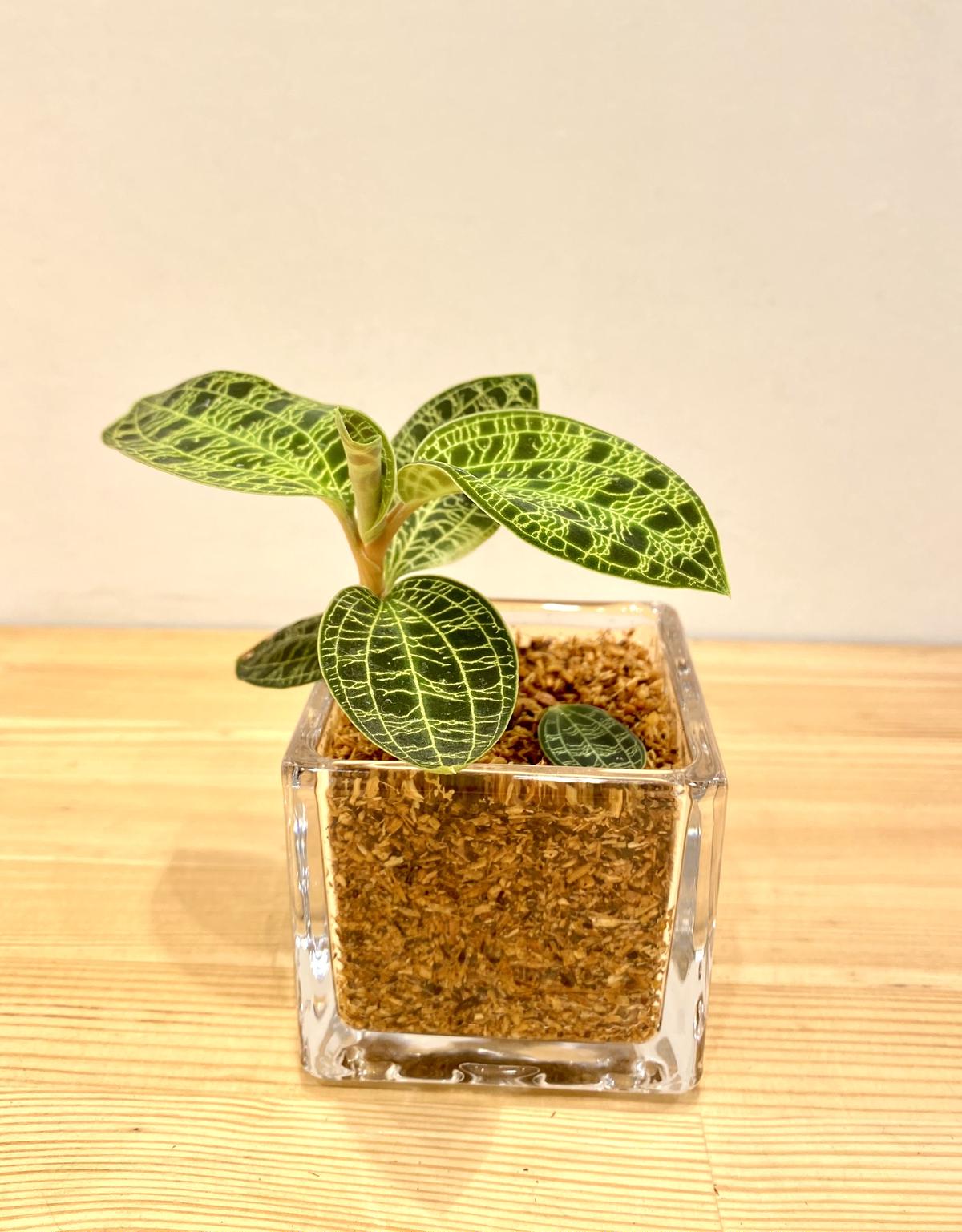 ジュエル オーキッド 育て 方 Article