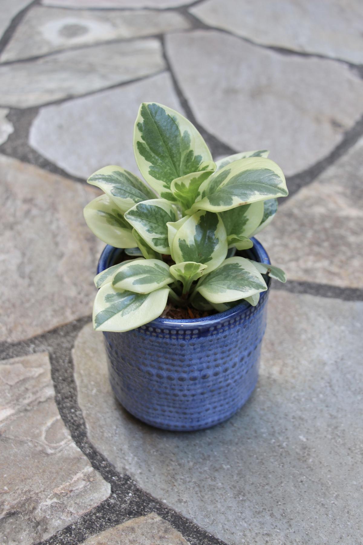 ペペロミア M Hitohachi Web Store