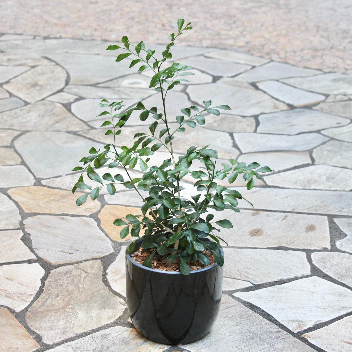 シルクジャスミン L 鉢色選択可能 Hitohachi Web Store シルクジャスミン L 鉢色選択可能 Hitohachi Web Store