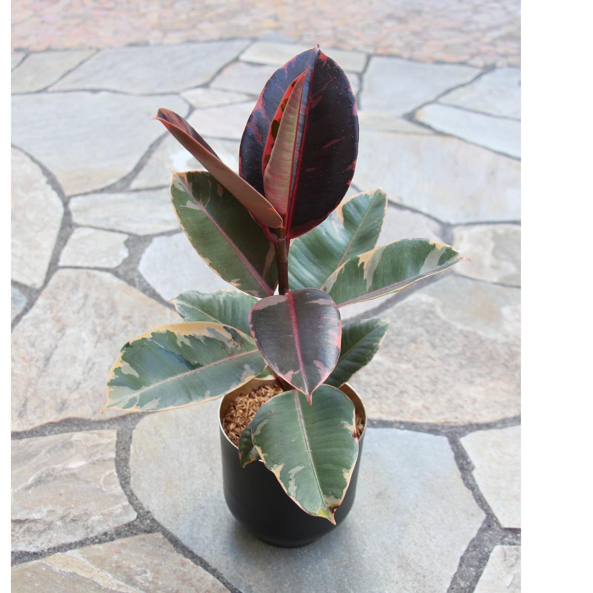 フィカス ティネケ L Hitohachi Web Store