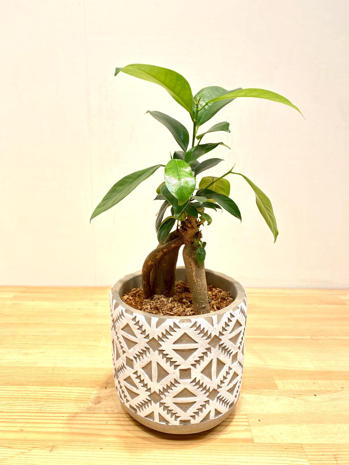 ガジュマル Hitohachi