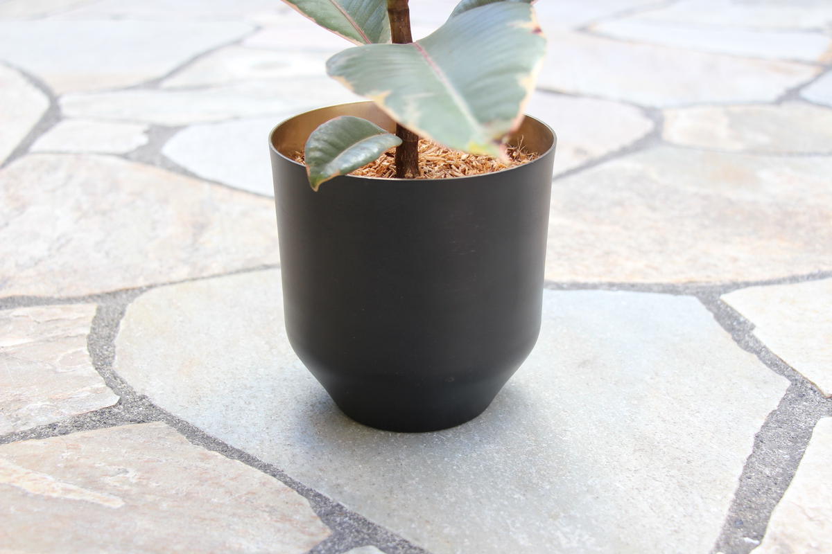 フィカス ティネケ L Hitohachi Web Store