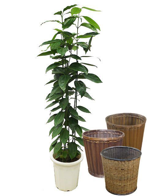 シナモンの木 ボサ仕立て 10号サイズ バスケット 鉢カバー 付き Hitotoki