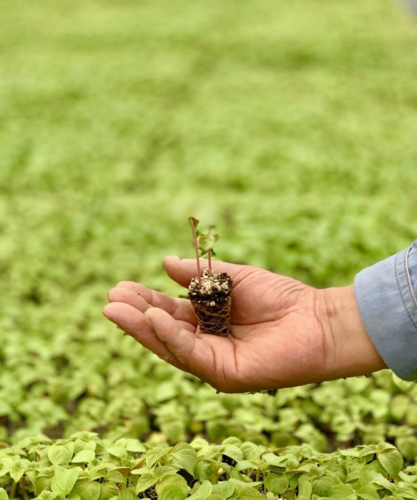 安価 えごま油 2本セット 単品1ml 2 荏胡麻 無添加 低温圧搾 オメガ3 エゴマオイル 国内搾油 小豆島 オリーブアイランド Materialworldblog Com